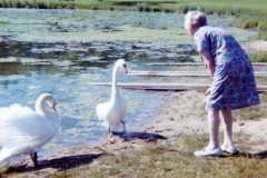 Swans at Empire Lake, summer 1974.