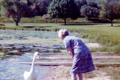Swans at Empire Lake, summer 1974.