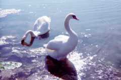 Swans at Empire Lake, summer 1974.