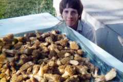 Daniel Arnold, mushrooms from trip to Honor, May 1975.