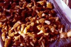 Mushrooms from trip to Honor, May 1975.