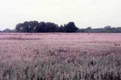 Looking towards creek at Doris Moore old house. Kenton Ohio, September 1977.