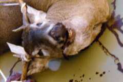 Deer season, November 1978.