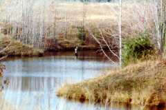 Pond at Mike Arnold's Nunica farm, 1982.