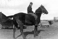 Laban D. Arnold with Farm Horse, circa 1943